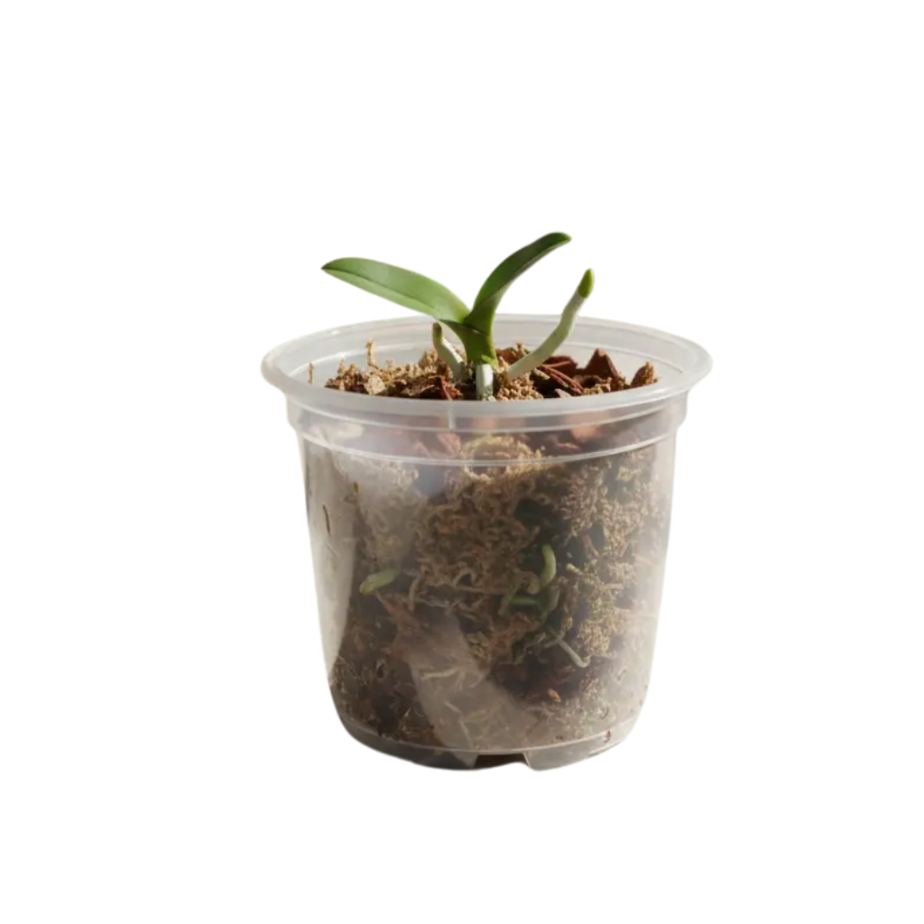 Pack 10 Maceteros Transparentes Plástico Flexible Orquídea