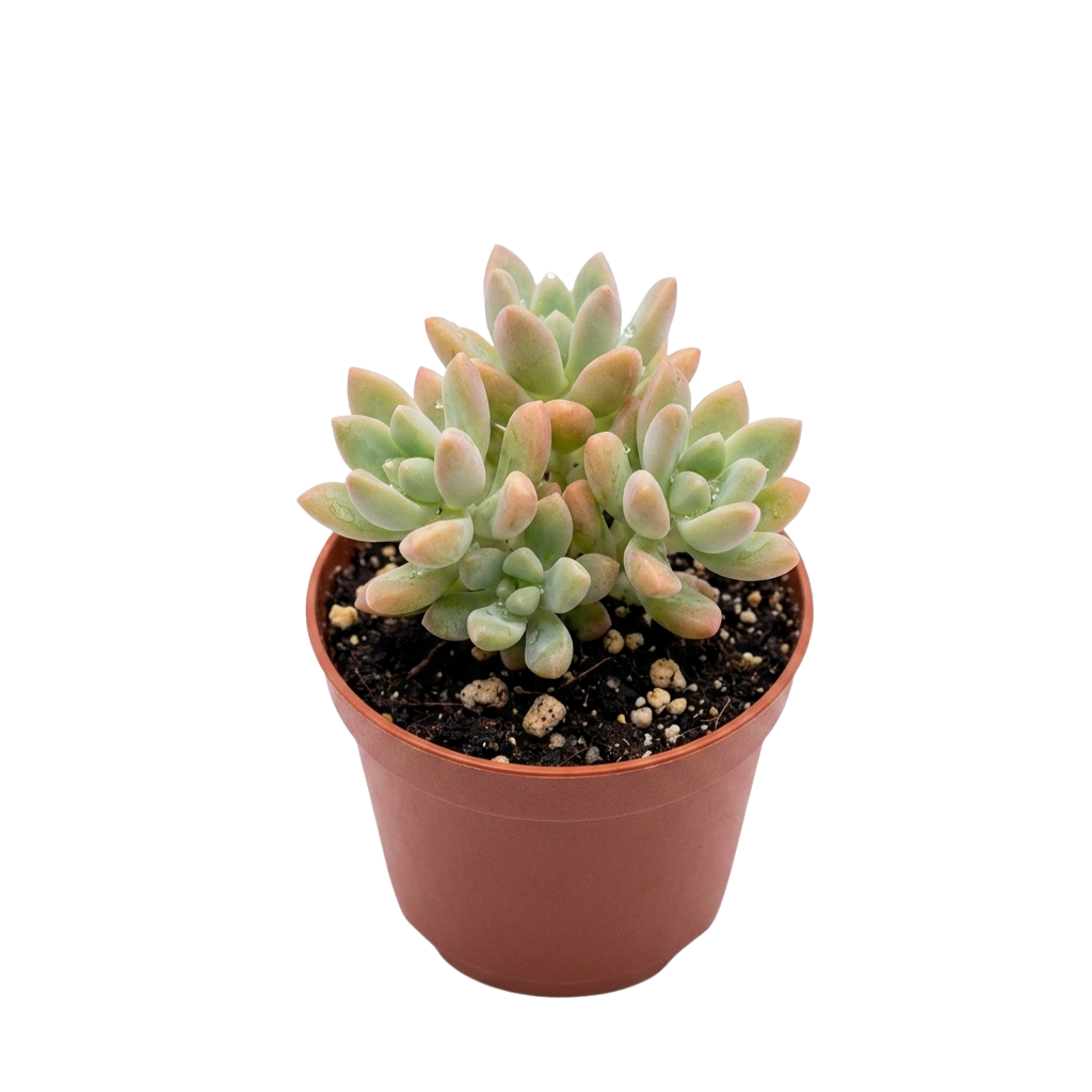 Sedum dorado