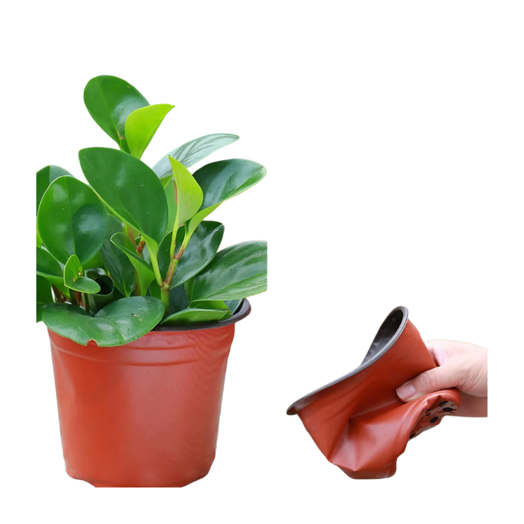 100Unidades Maceteros Ultra Delgado Reproducción Plantas