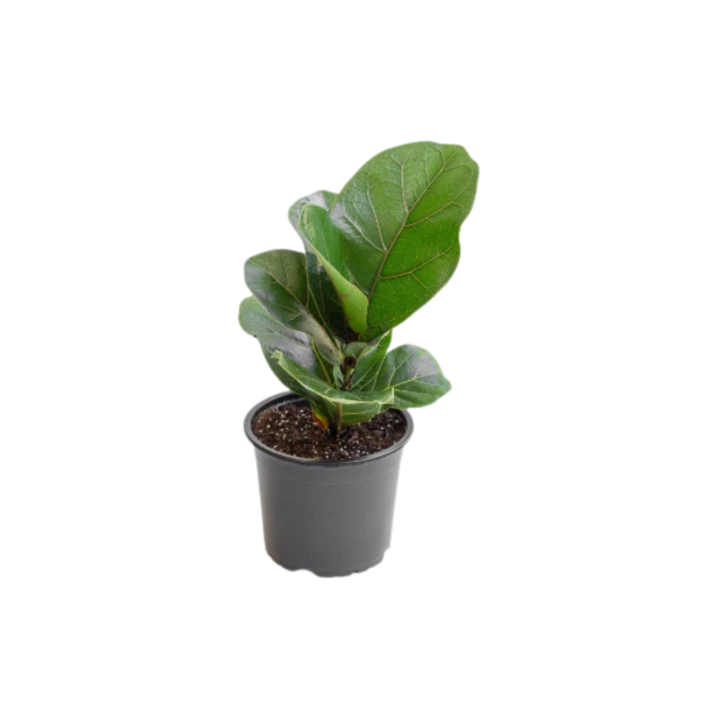 Ficus Lyrata