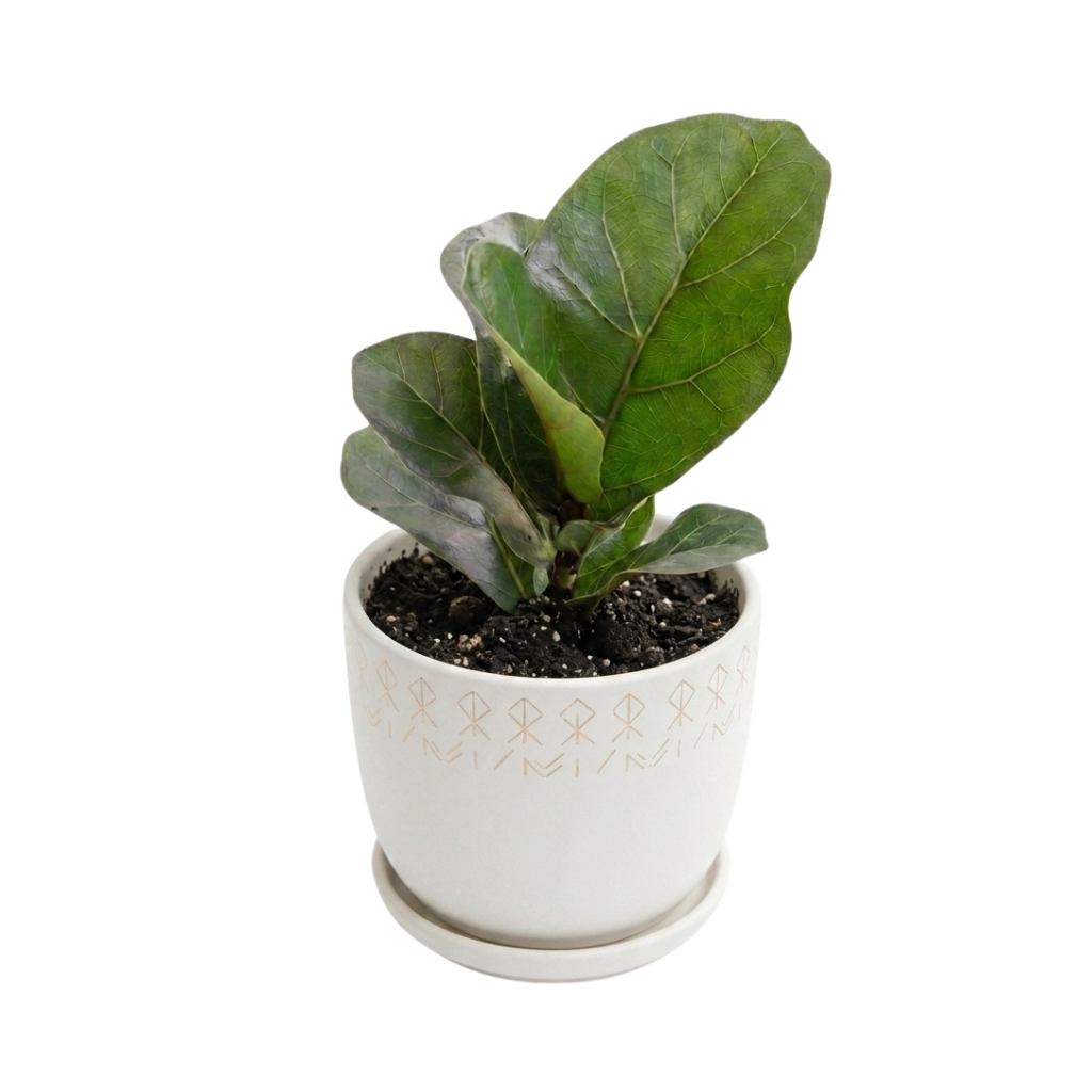 Ficus Lyrata