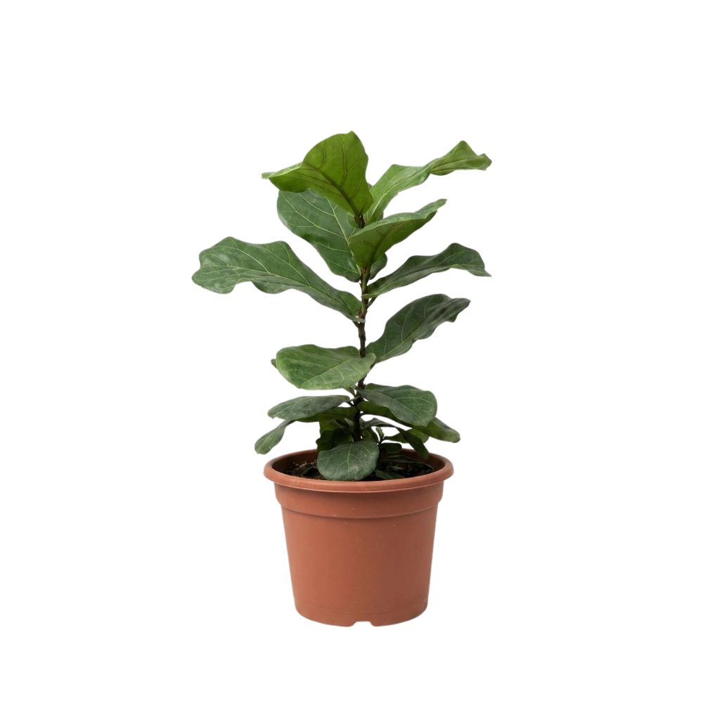 Ficus Lyrata