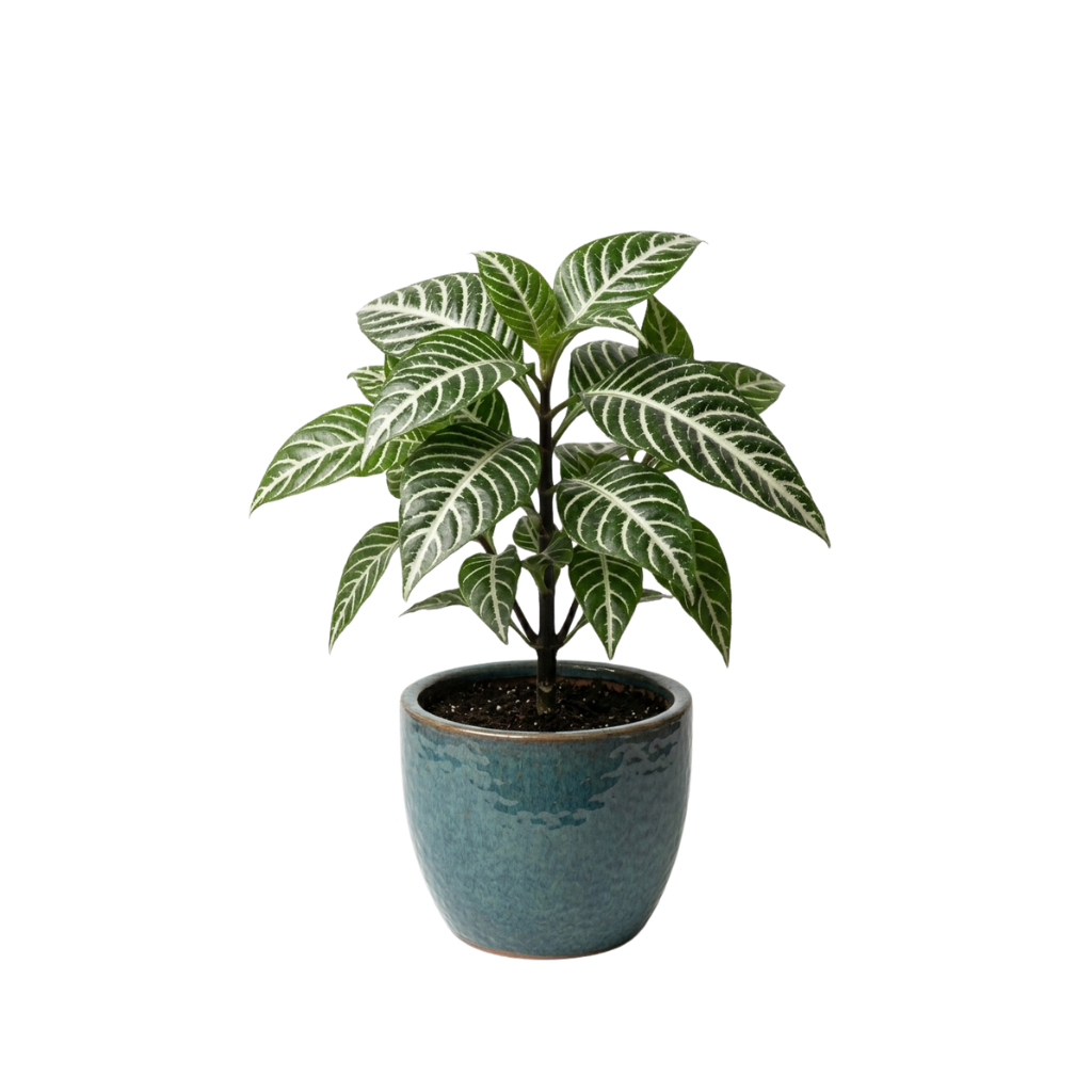 Aphelandra Squarrosa