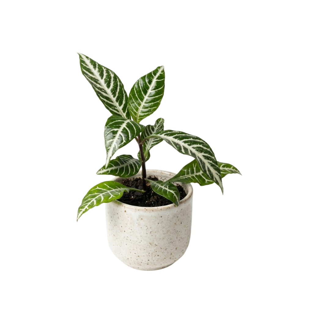 Aphelandra Squarrosa
