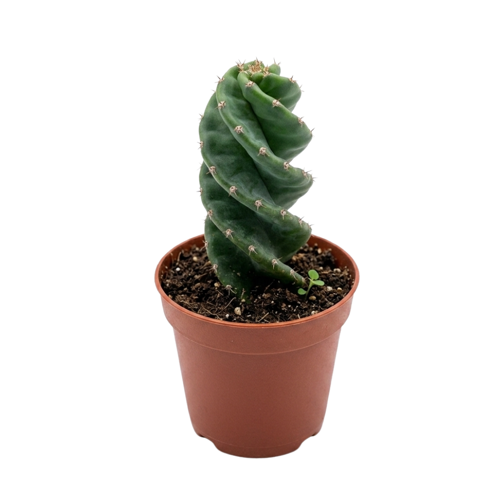 Cactus Espiral