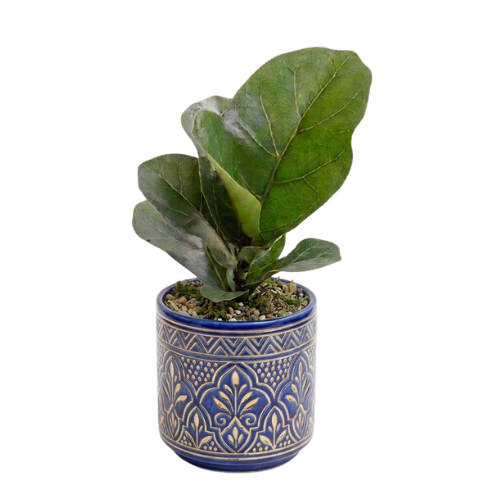 Ficus Lyrata