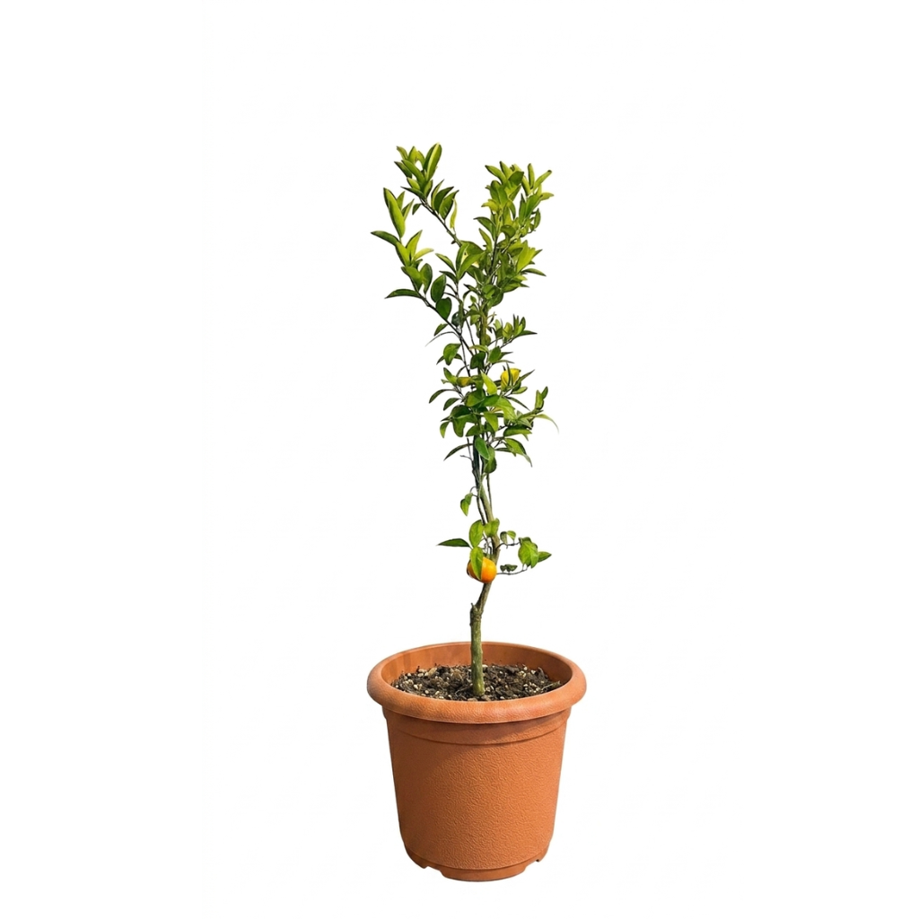 Arbol Naranjo