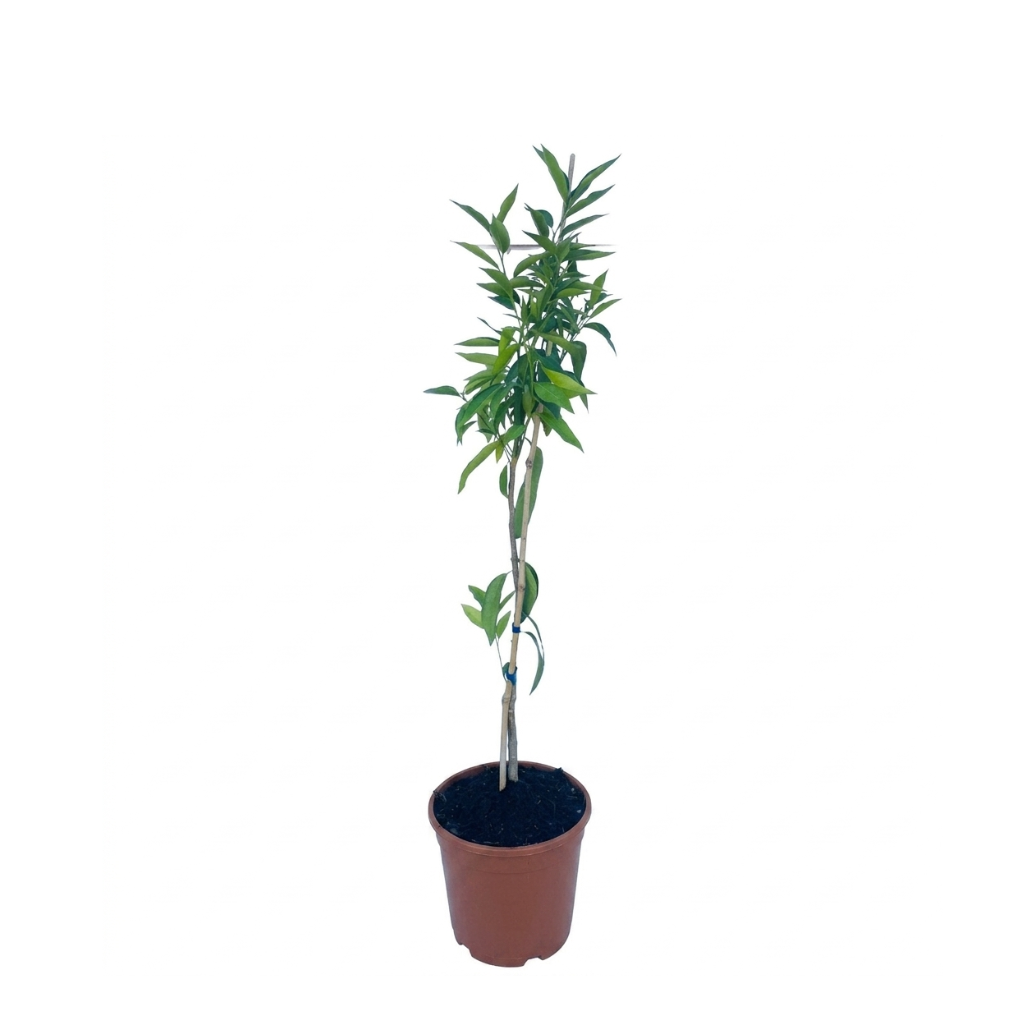 Árbol Limonero