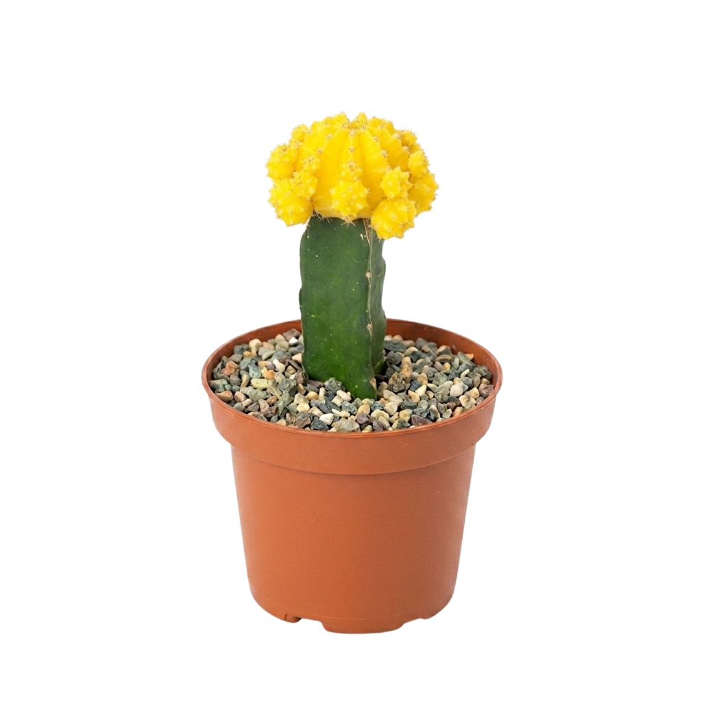 Cactus Injertado Variedades