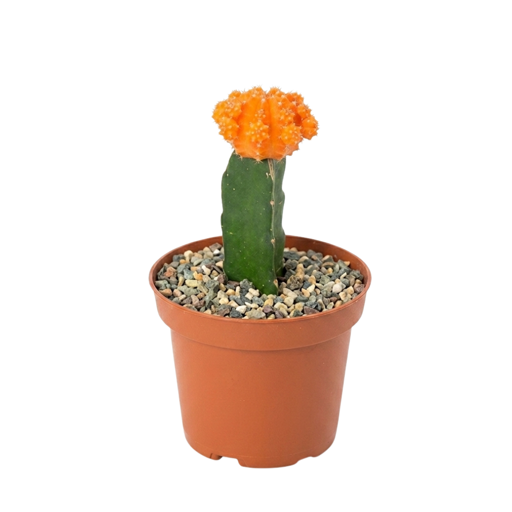 Cactus Injertado Variedades