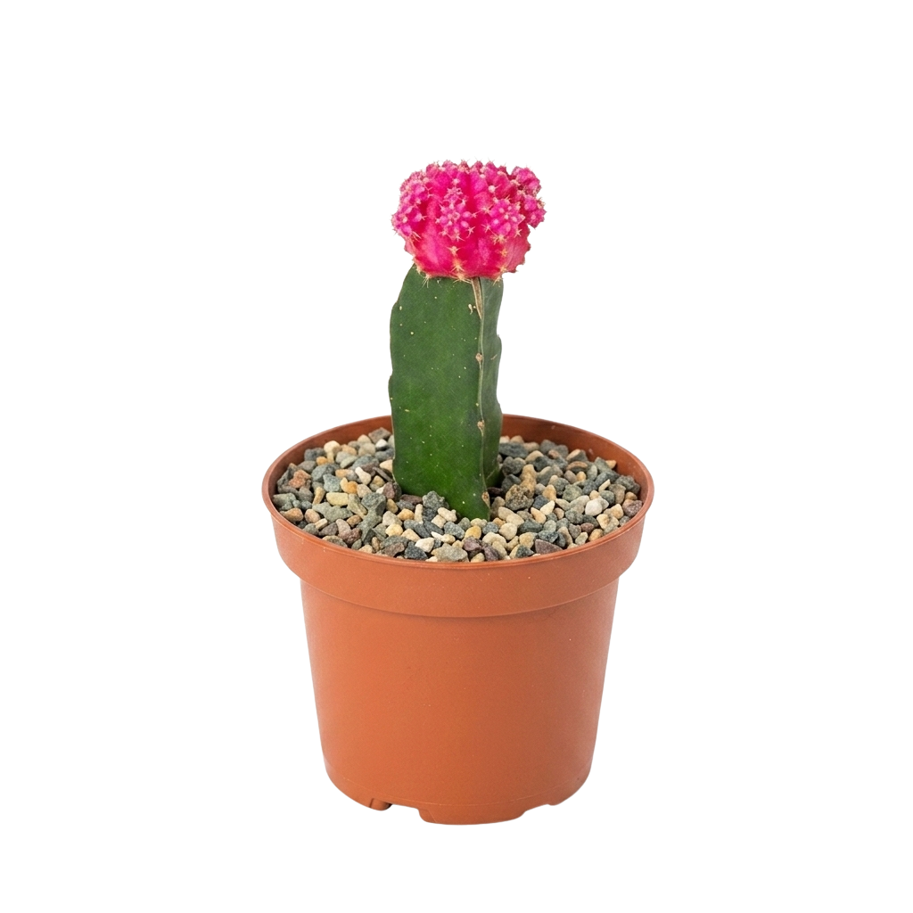Cactus Injertado Variedades