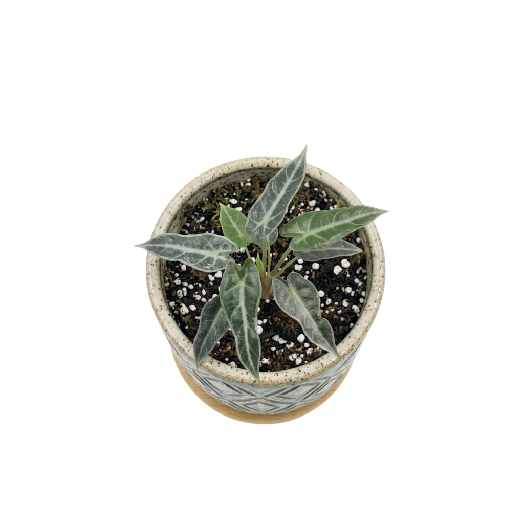 Alocasia Bambino