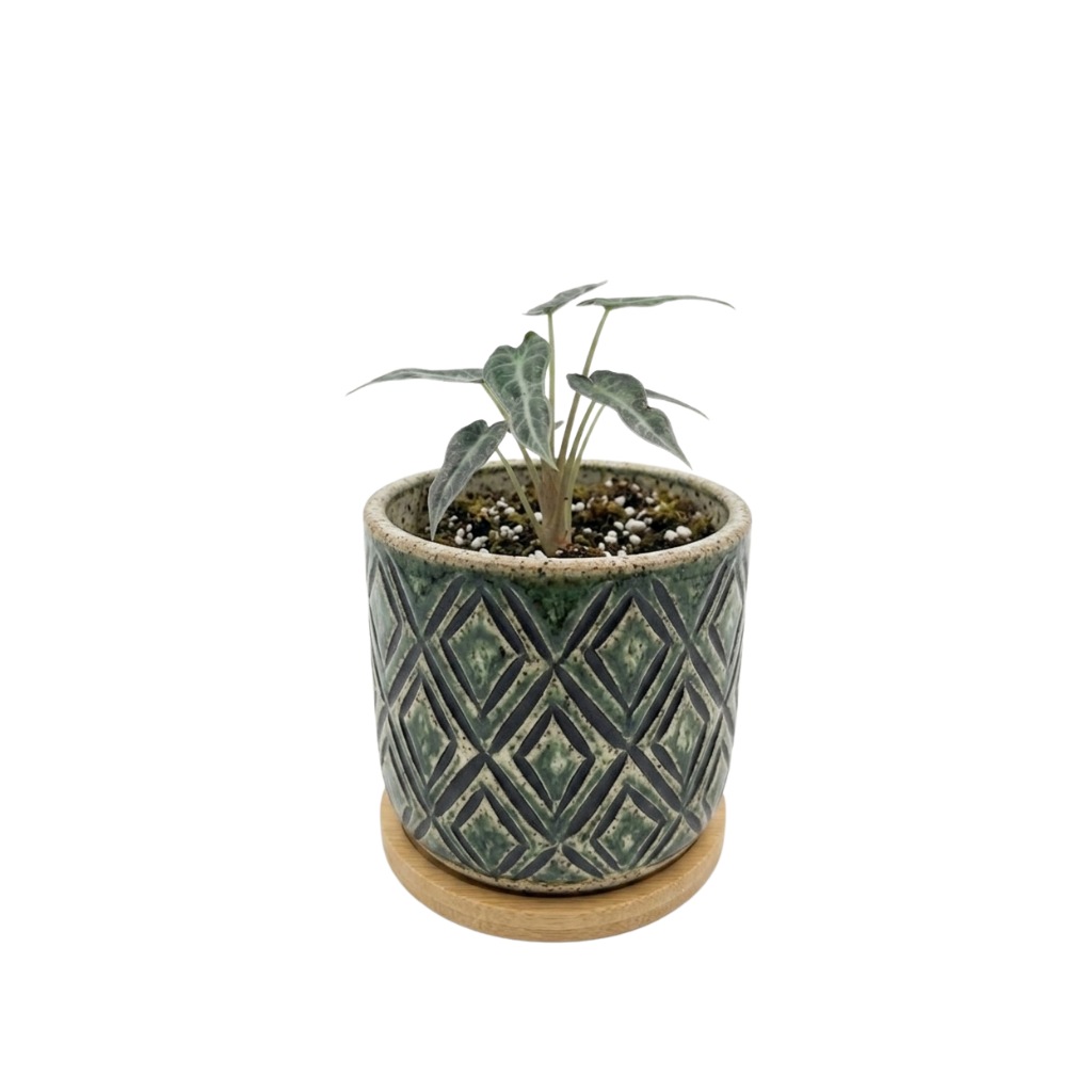 Alocasia Bambino
