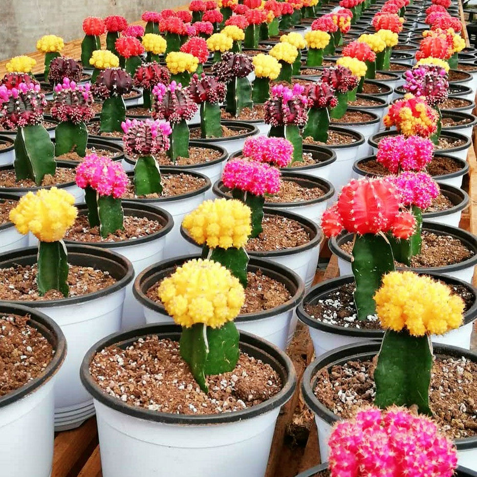 Cactus Injertado Variedades